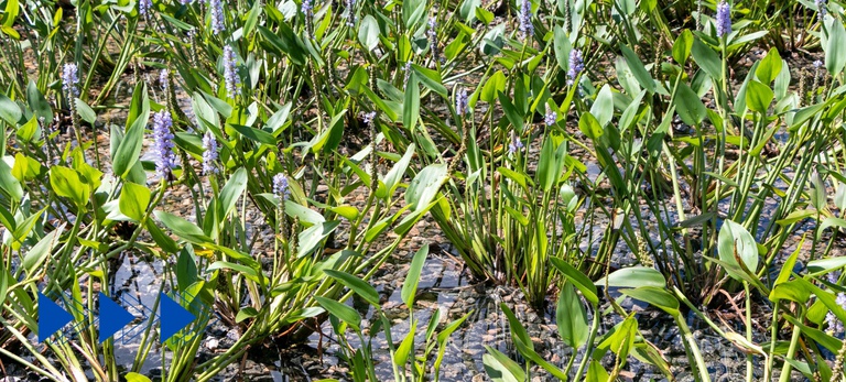 Jardins Filtrantes: A Revolução Verde do CITinova na Despoluição do Capibaribe