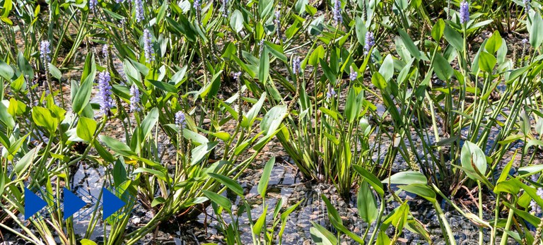 Jardins Filtrantes: A Revolução Verde do CITinova na Despoluição do Capibaribe