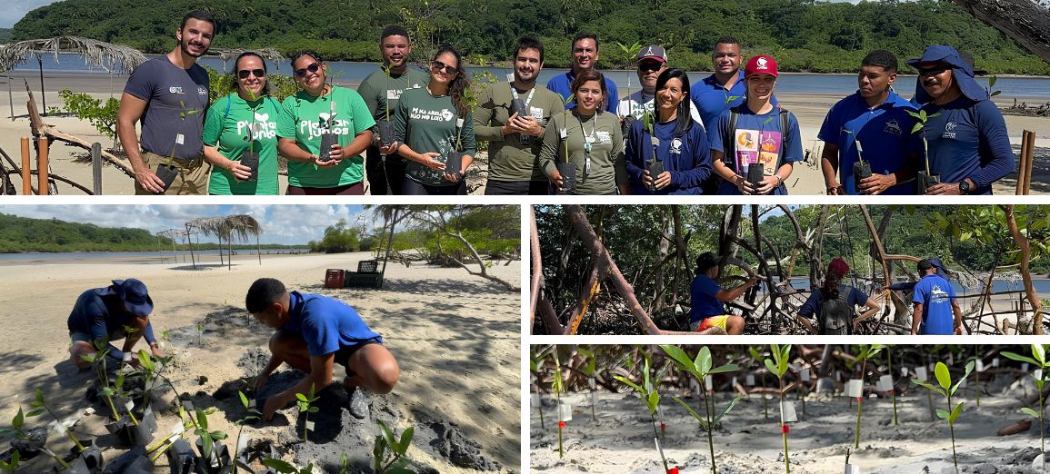 Após um ciclo de 100 dias entre coleta e cultivo, pesquisadores iniciam o plantio de mudas de mangue-vermelho em Pernambuco para testar o desempenho de substratos alternativos em ambiente real.
