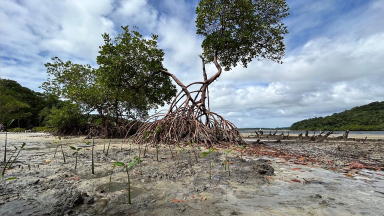 Pesquisa avalia diferentes substratos para fortalecer mudas, aumentando a sobrevivência das plantas e reduzindo a retirada de solo dos manguezais