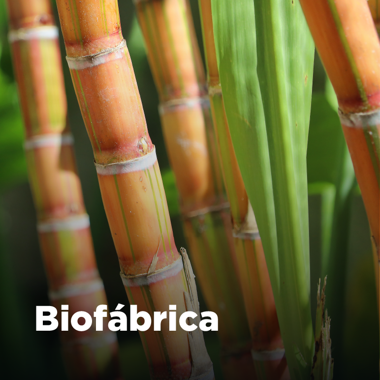 Diferentes variedades de cana-de-açúcar. Texto: Biofábrica.