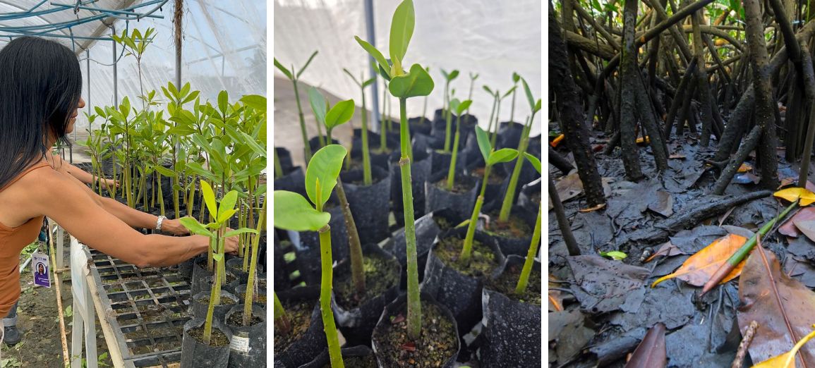 Pesquisa do CETENE, em parceria com a UFRPE, identifica técnicas mais eficientes e sustentáveis para a produção de mudas e a restauração de ecossistemas costeiros