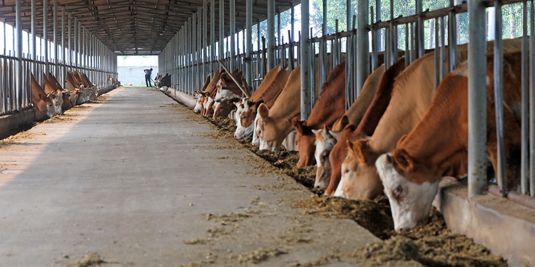A Minerva S.A se compromete a pagar R$ 22 milhões à União