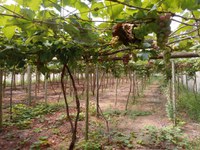 MIDR debate outorgas de uso de água para agricultura irrigada no Distrito Federal, Goiás e Minas Gerais
