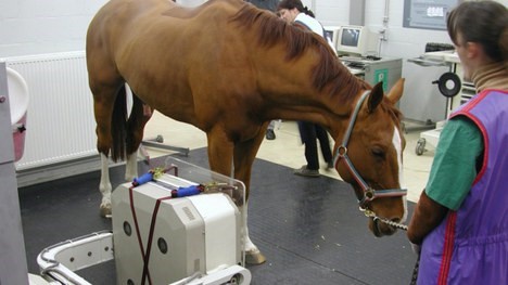 Medicina nuclear em equino. / Foto: IAEA