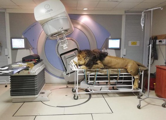 Leão em radioterapia