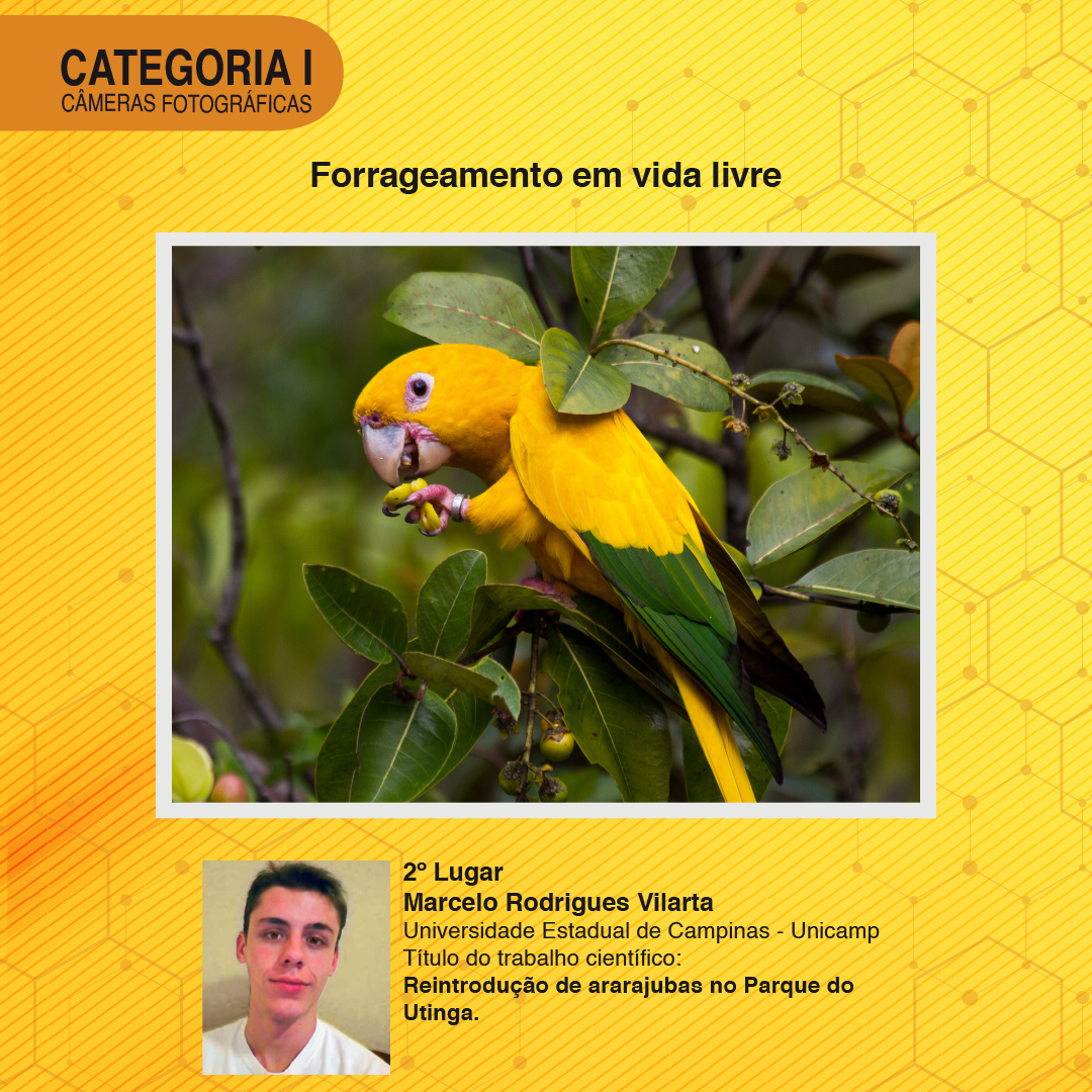 2º Lugar Cat I - Card.png