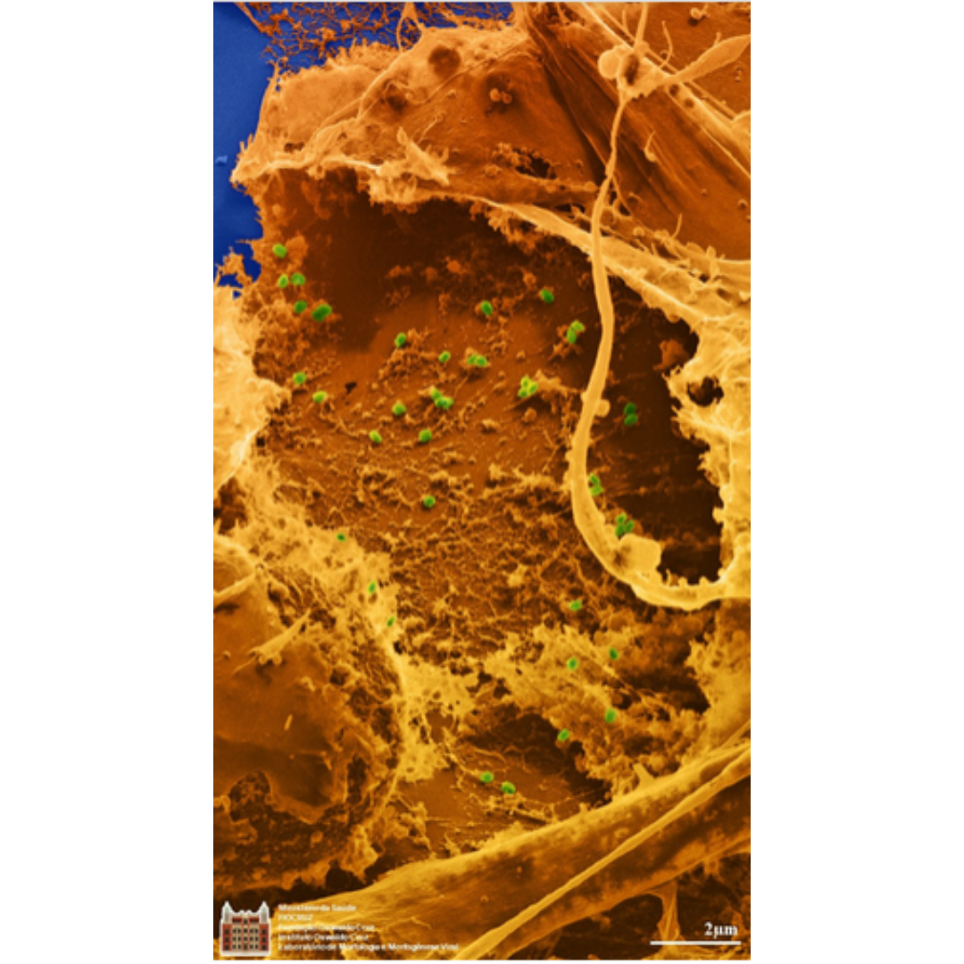 Categoria II- 2° lugar/ 2023/ foto editada