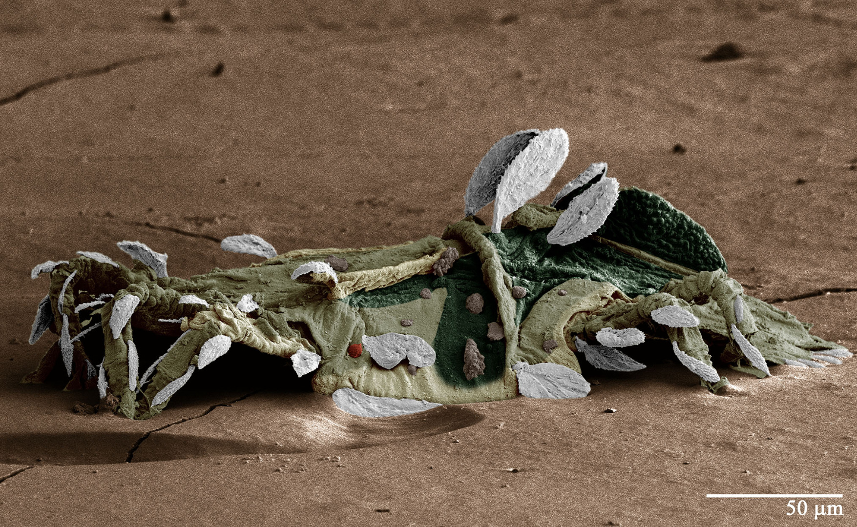 1 Lugar Elizeu Barbosa de Castro.jpg