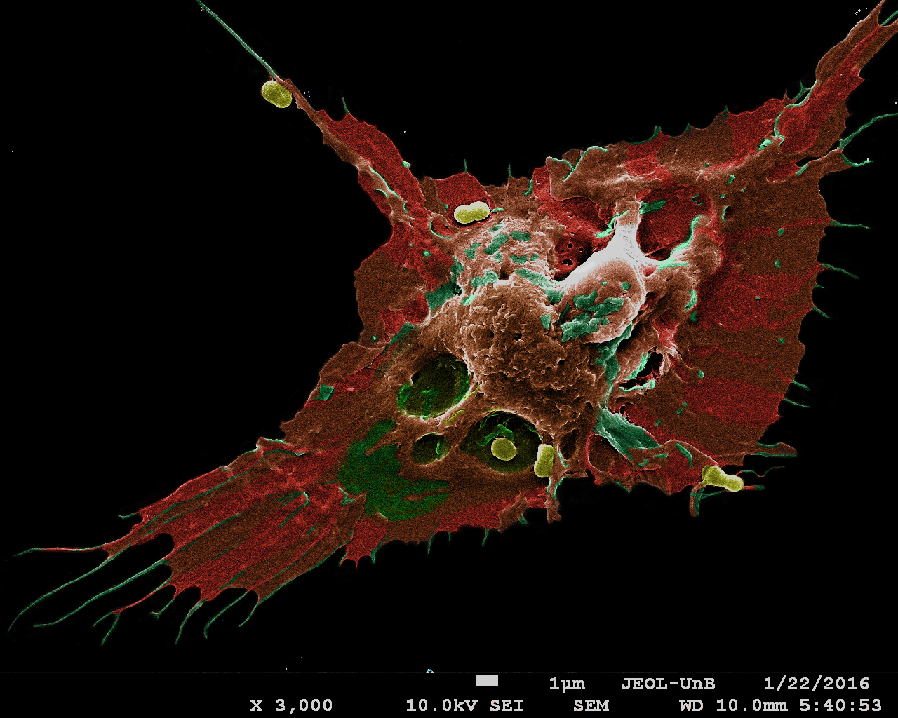 2 Lugar Raquel das Neves Almeida.jpg