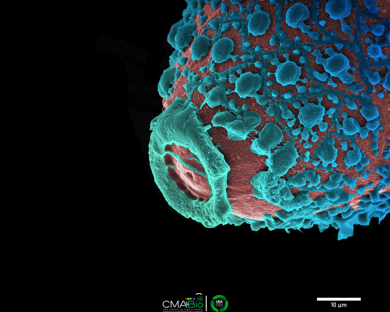 3 Lugar Joaquim Ferreira do Nascimento Neto.jpeg
