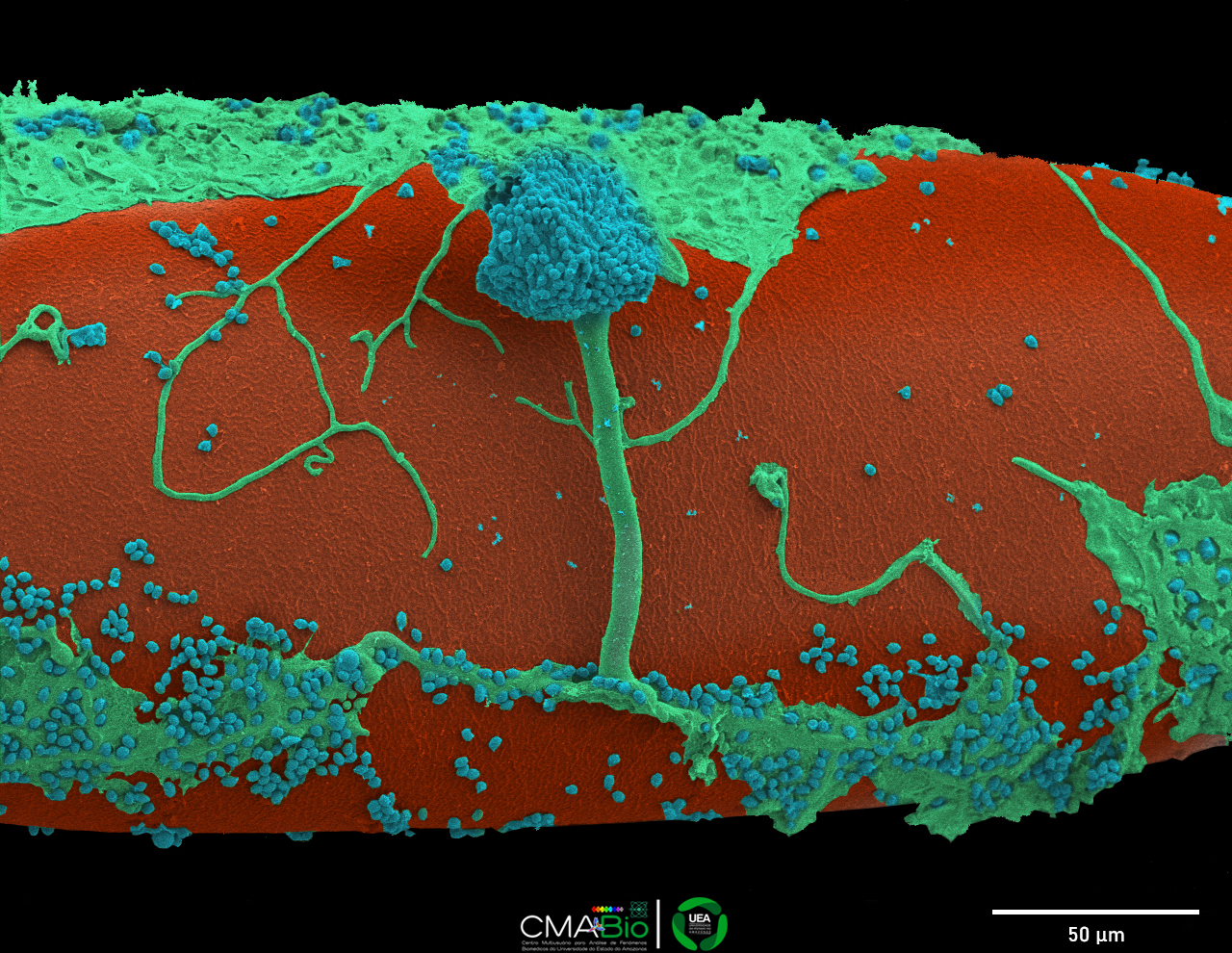 Cat II 1º Kemily Nunes da Silva Moya.jpg