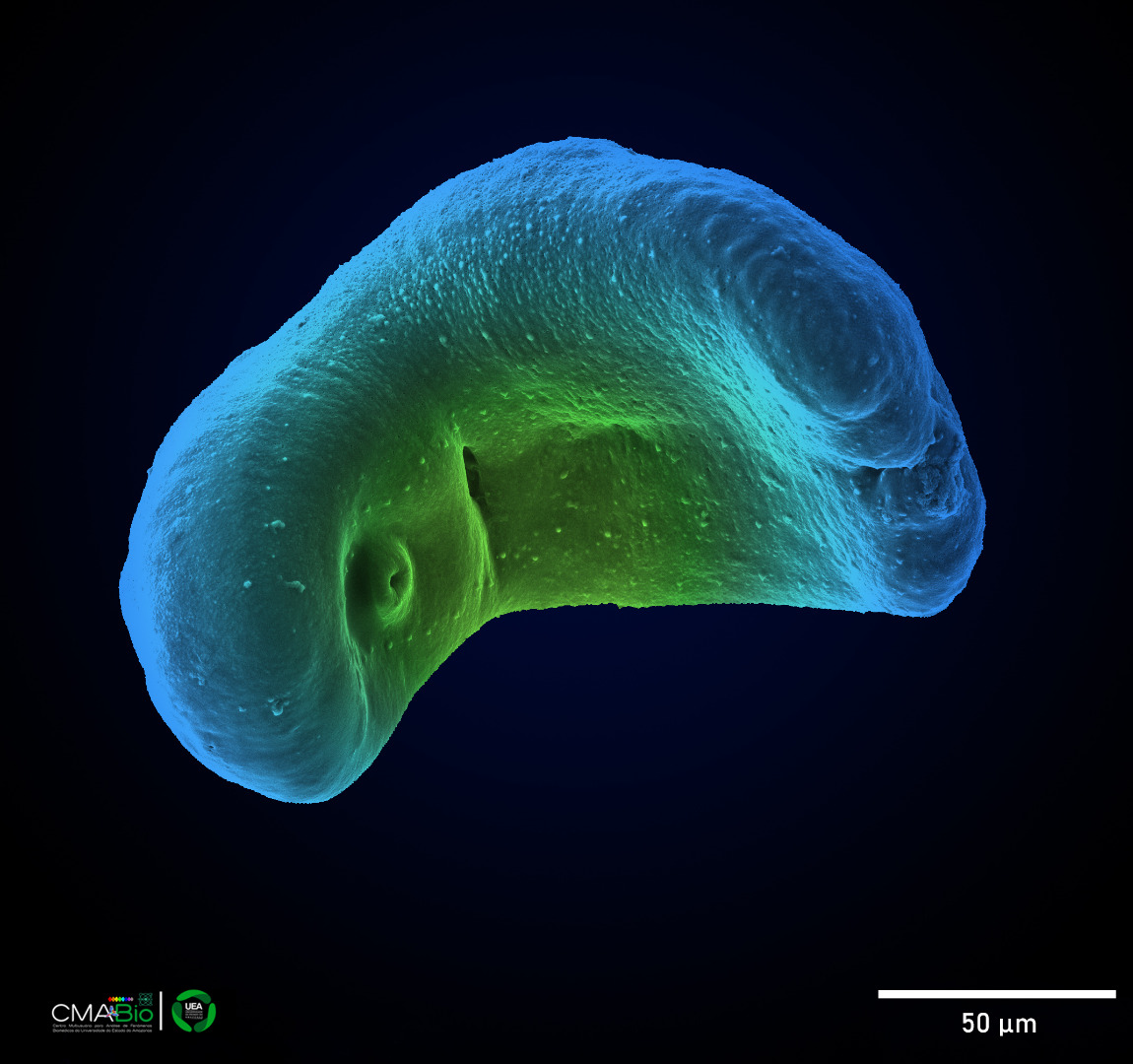 Cat II 3º Ana Lúcia Silva Gomes.jpg