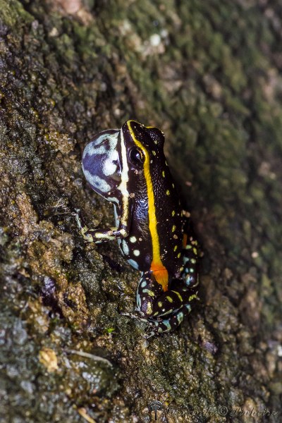 Alto Paraíso de Goiás, GO