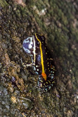 Alto Paraíso de Goiás, GO