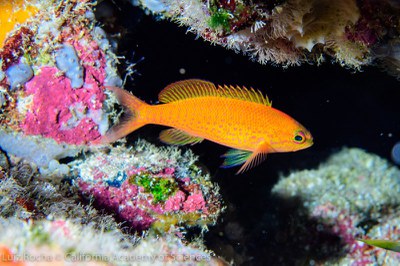 Anthias salmopunctatus - endemico do ASPSP