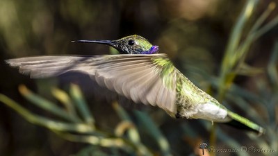 Beija-flor-de-orelha-violeta - Colibri serrirostris Record DF
