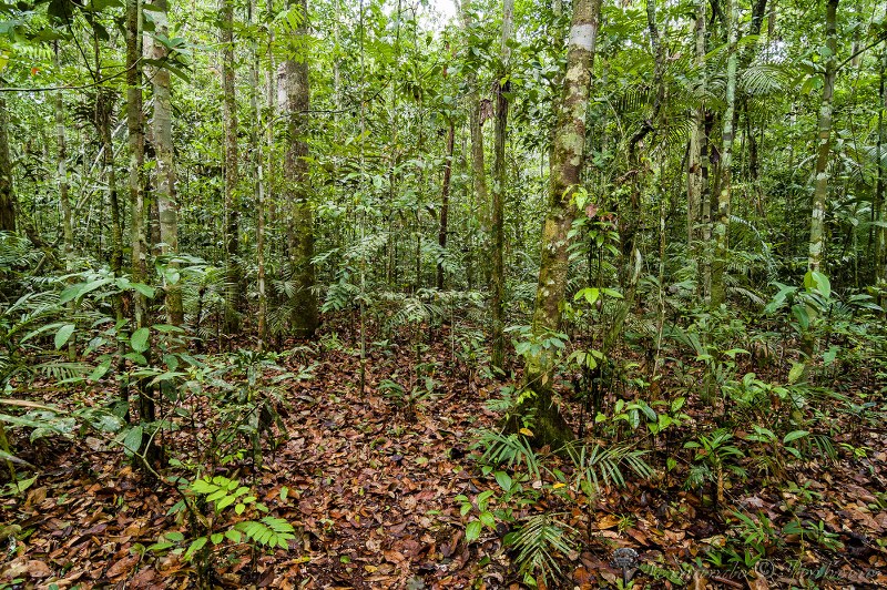 Campinarana -Manaus - AM