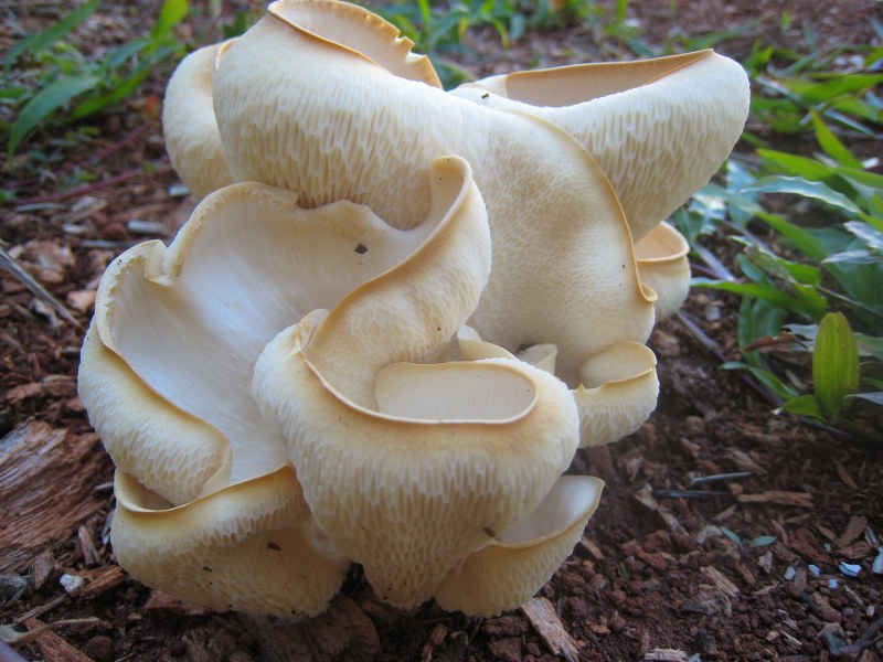 Fotógrafo: Pedro Carneiro