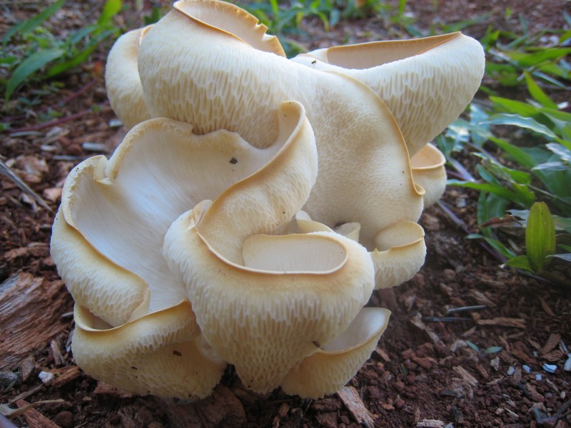 Fotógrafo: Pedro Carneiro