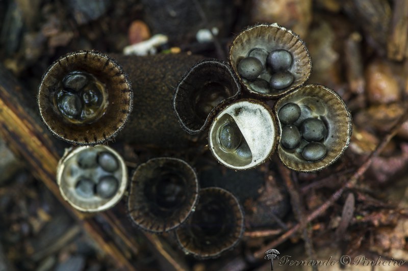 Fotográfo: Fernando Pinheiro