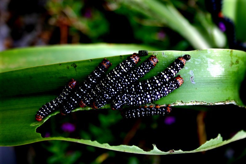 Fotógrafo: Pedro Carneiro