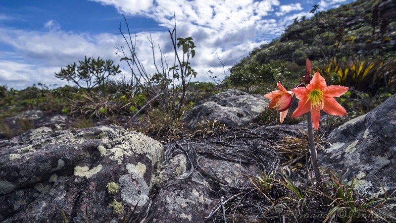 Fotográfo: Fernando Pinheiro