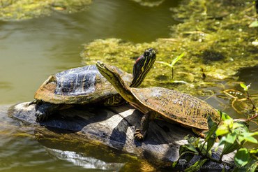 Fotográfo: Fernando Pinheiro