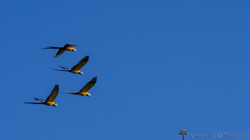 Fotográfo: Fernando Pinheiro