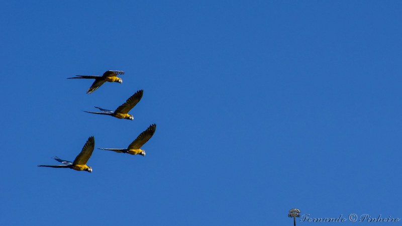 Fotográfo: Fernando Pinheiro