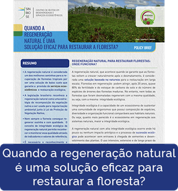 Quando a regeneração natural é uma solução eficaz para restaurar a floresta