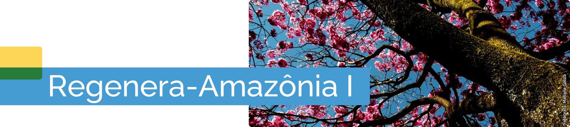Regenera-Amazônia I