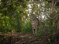 CNPq divulga resultado final da chamada do Programa de apoio ao Centro Franco-Brasileiro de Biodiversidade Amazônica