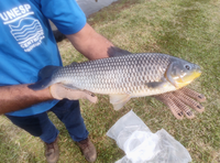 Estudo financiado pelo CNPq decifra genoma completo de piauçu e abre novas fronteiras para piscicultura brasileira