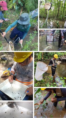 pROTOCOLO-PELD-FIGURA-2 JPG.jpg