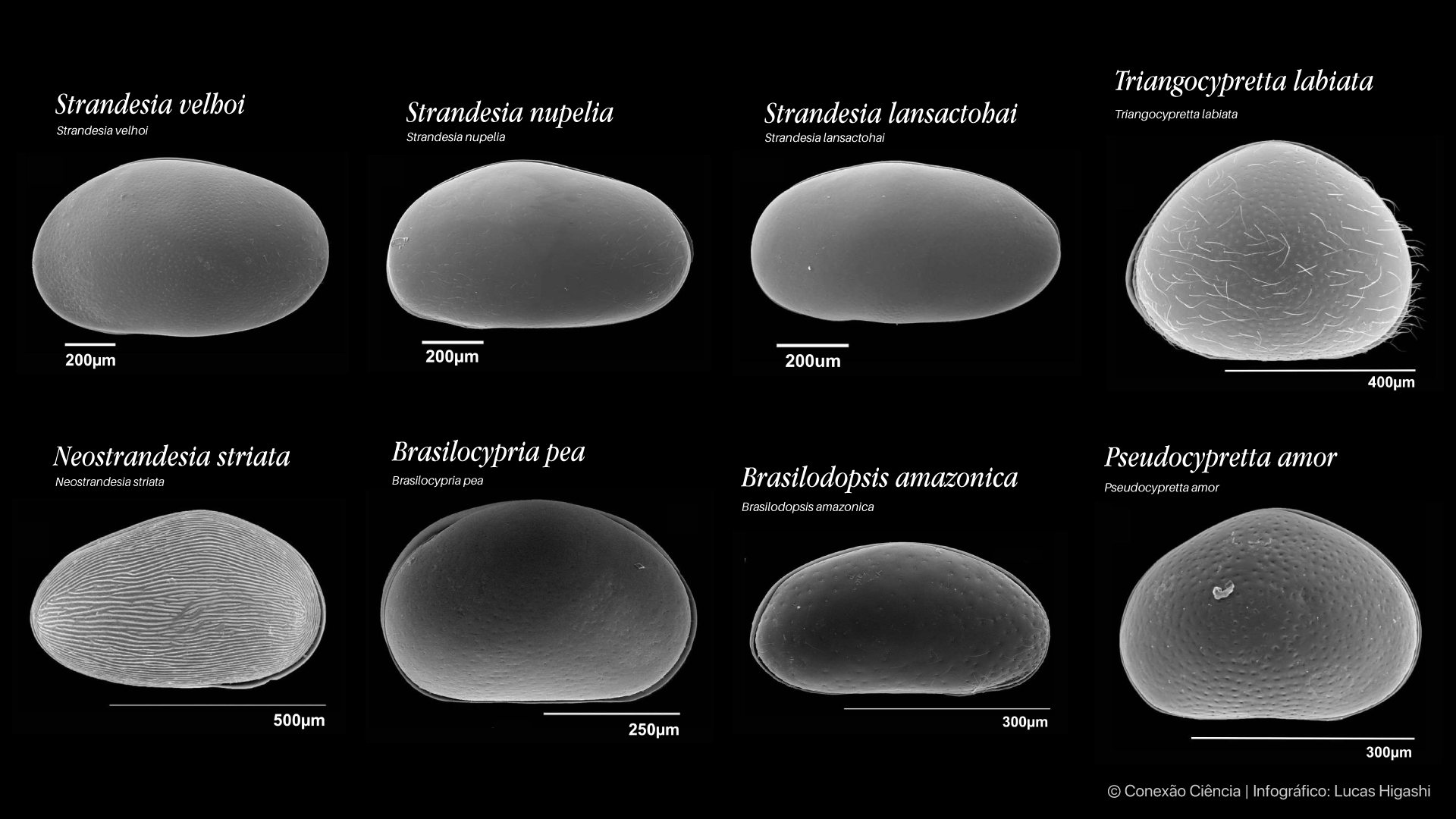 Microscopia eletrônica de varredura de espécies de ostrácodes das planícies de inundação da Amazônia, Araguaia, Pantanal e Paraná, descritas pela UEM.(crédito/Lucas Higashi).