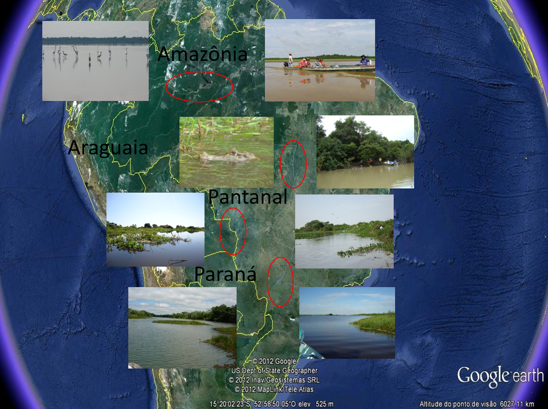 Vários momentos das pesquisas de campo do Sisbiota Nupélia/UEM - (Foto: Arquivo do Nupélia).