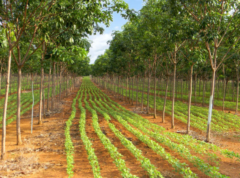 Conselho de Pesquisa Holandês (NWO) oferece €2,8 milhões e CNPq investe R$ 4 milhões em pesquisas na região do Matopiba.