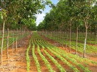 Brasil e Holanda lançam chamada para pesquisas sobre agricultura e biodiversidade no Cerrado; inscrições até 13 de janeiro