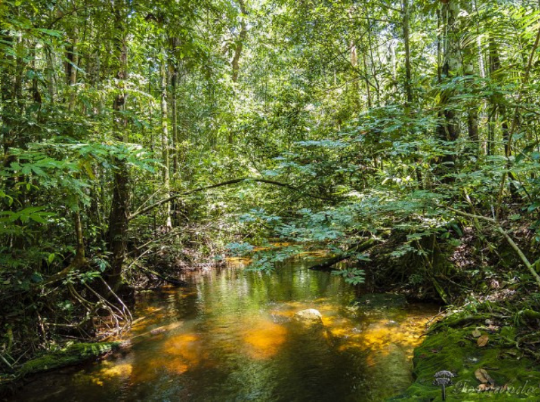 Chamada SinBiose aprova nove projetos de síntese de dados sobre biodiversidade; confira o resultado preliminar