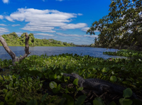 SinBiose: segunda chamada do Centro de Síntese em Biodiversidade recebe propostas até 09/10