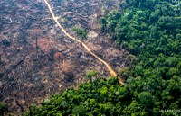 Florestas da Mata Atlântica em processo de regeneração são mais suscetíveis a incêndios