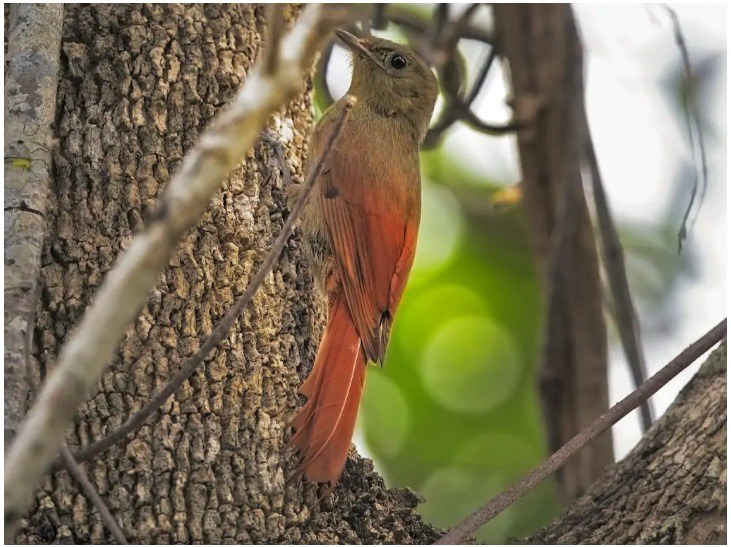 Arapaçu-verde (Sittasomus griseicapillus), espécie considerada dominante (Divulgação)