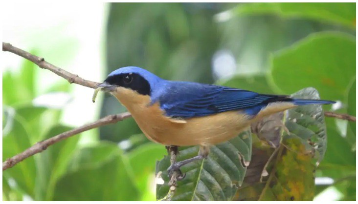 Sairá Viúva (Pipraeidea melanonota) , ave catalogada pela pesquisa como rara (Divulgação)