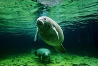 Jardineiro da Amazônia: pesquisa confirma papel do peixe-boi como dispersor de sementes no ecossistema da região