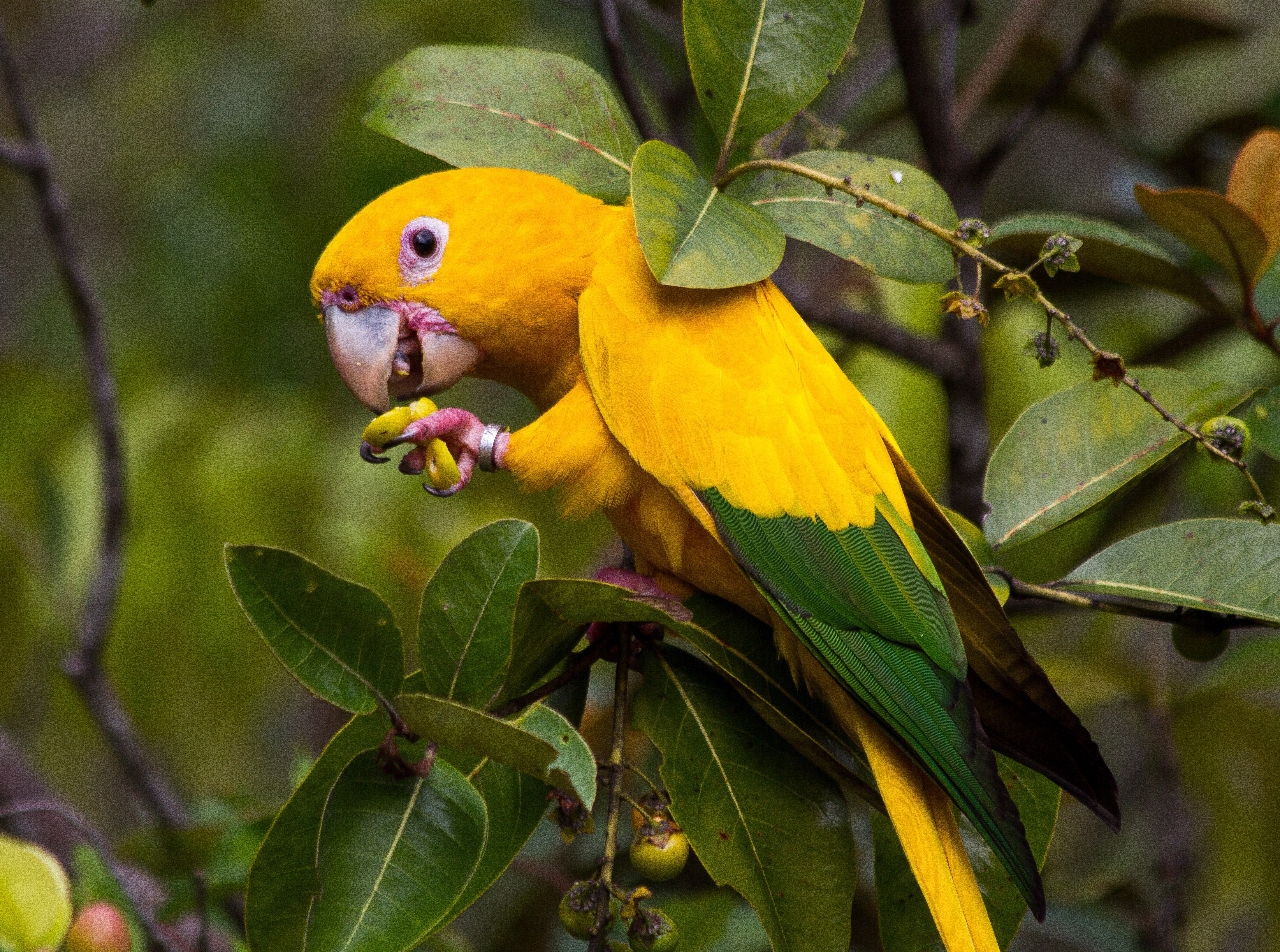 Forrageamento em vida livre