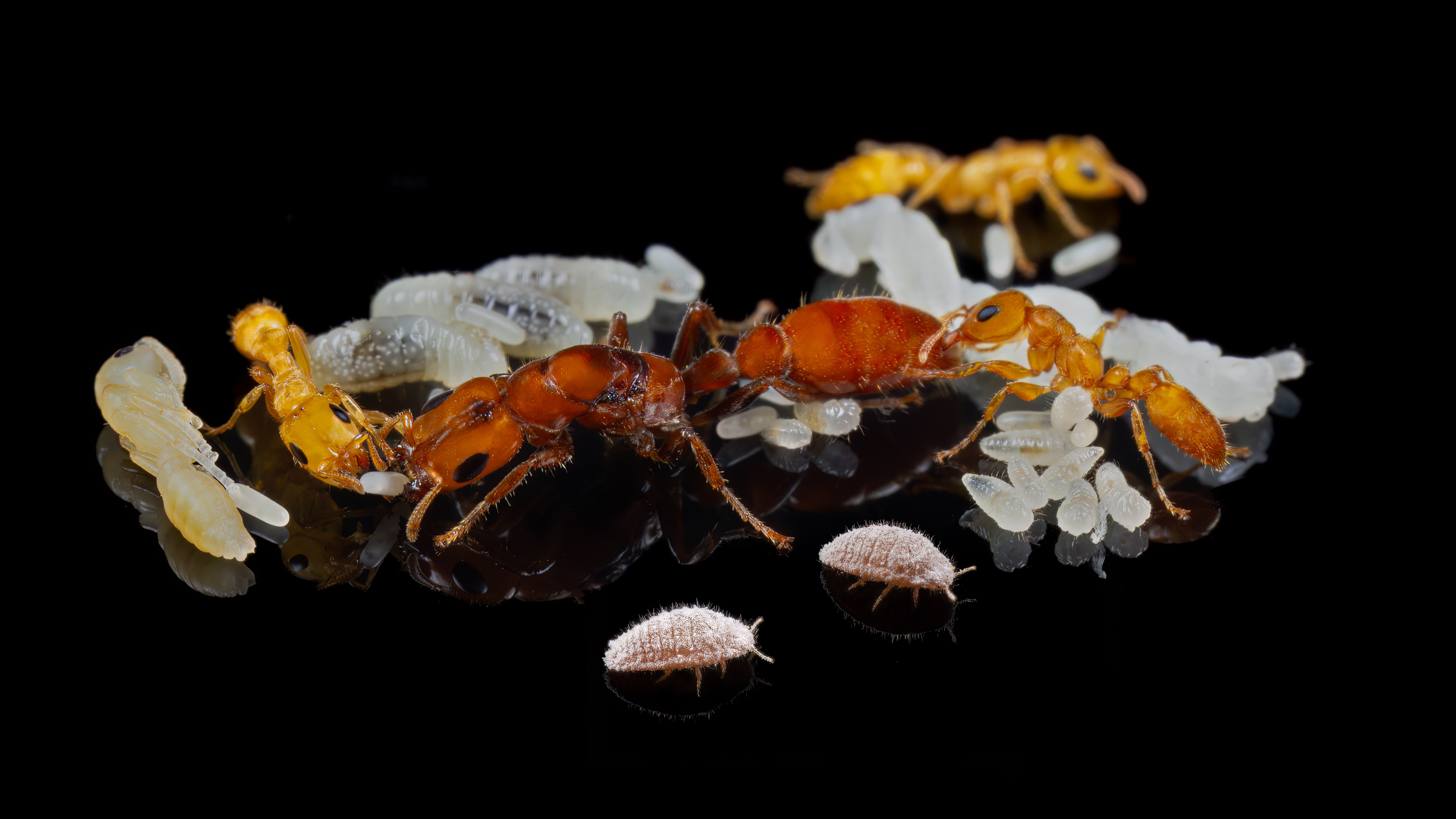 O Início de um Império no Coração da Floresta Amazônica