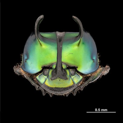 1º lugar_CAT II_Alexandre Ariel da Fonseca de Souza - UFU.jpg