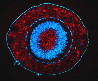 3º lugar_CAT II_José Fernando Richit - UFRGS.jpg