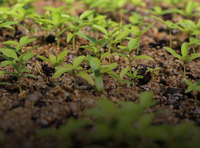 Prêmio do Serviço Florestal Brasileiro prorroga inscrições até 20/10